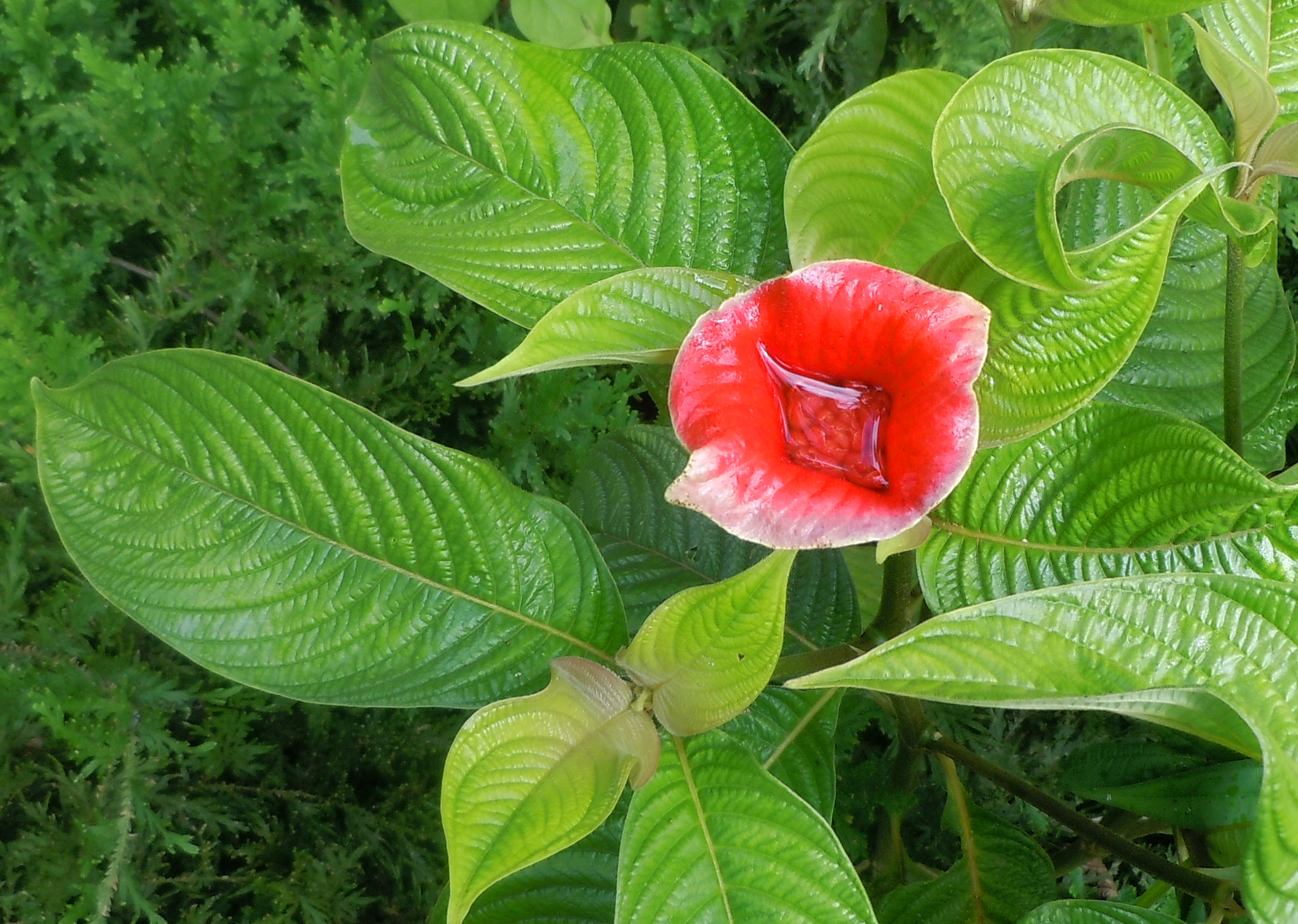 http://amazonecology.files.wordpress.com/2013/10/red-lip-plant-with-water.jpg