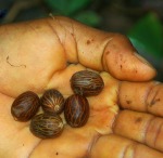Cashapona palm seeds. Photo by Campbell Plowden/CACE