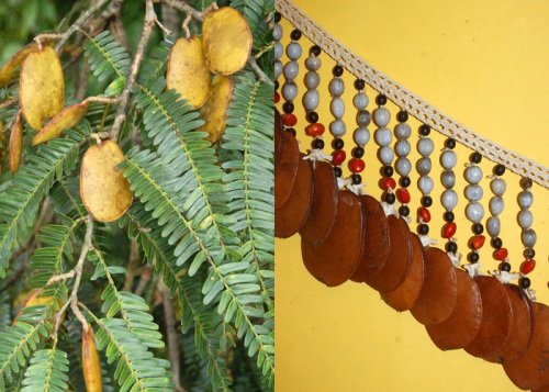 Paschaco fruit on Yaguasyacu River and Bora ceremonial belt made from paschaco seeds