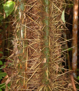 Chambira palm spiny stems. Photo by C. Plowden/CACE
