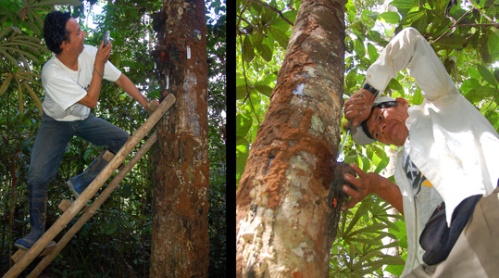 Photographing and harvesting resin lump at Jenaro Herrera. Photos by C. Plowden/CACE