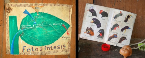 Photosynthesis poster and bird guide. Photos by C. Plowden/CACE