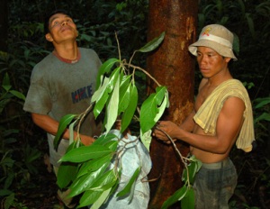 Teobaldo and Juan bagging canela moena leaves