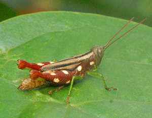 Red spotted grasshopper at Brillo Nuevo, Peru. Photo by Campbell Plowden/Center for Amazon Community Ecology