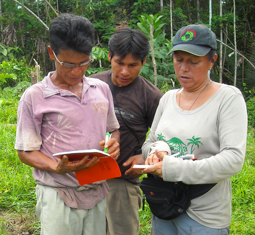 Yully Rojas and Bora team recording rosewood seedling growth. Photo by Campbell Plowden/Center for Amazon Community Ecology