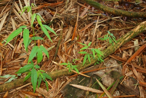 Sisa (Arribidaea spp.) leaves on vine on ground. Photo by Campbell Plowden/Center for Amazon Community Ecology