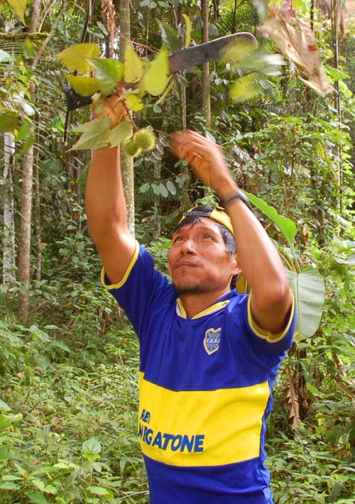 Artisan harvesting achiote pods. © Photo by Campbell Plowden/Center for Amazon Community Ecology