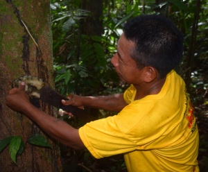 Maijuna harvesting copal at Nueva Vida.  Photo by Campbell Plowden/Center for Amazon Community Ecology