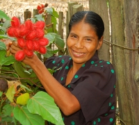 Peruvian artisan Dora Tangoa from Jenaro Herrera holding achiote fruit pods used to dye chambira palm fiber. Photo by Campbell Plowden/Center for Amazon Community Ecology